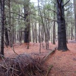 Hemmingford cedar forest-2